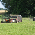 Mobil hønsegård
