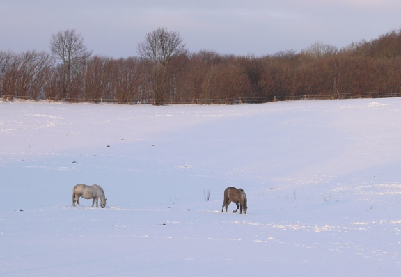 Heste på græs om vinteren