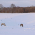 Heste på græs om vinteren