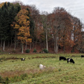 Galloway-kvæg ved Årup